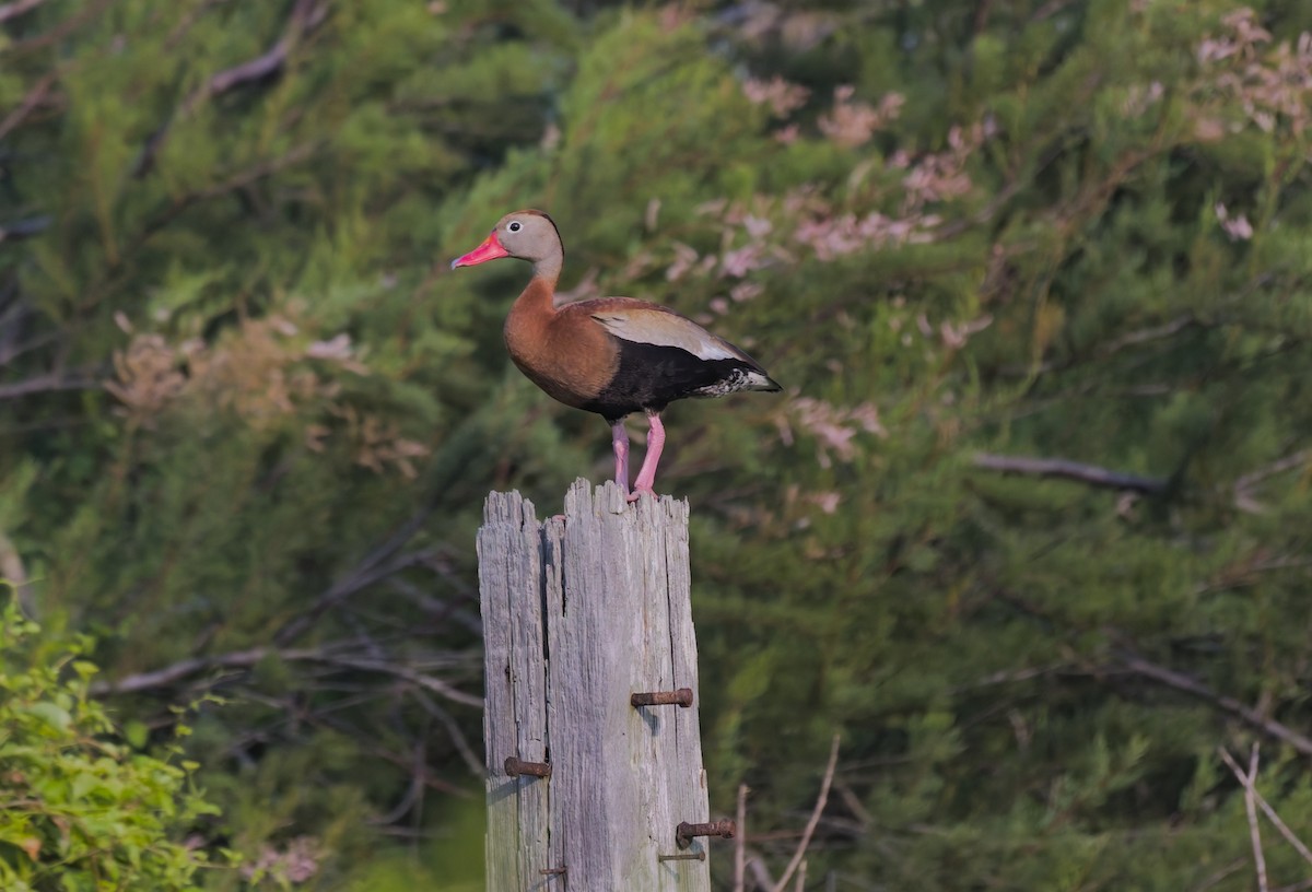 Black-bellied Whistling-Duck - Damon Williford