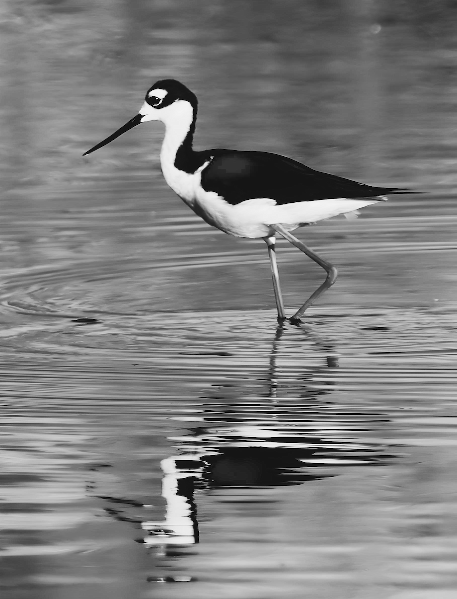 Black-necked Stilt - Jennifer Broadwater