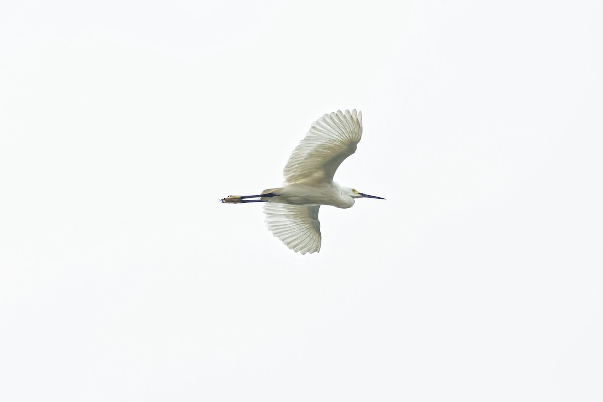 Snowy Egret - Omar Pineda