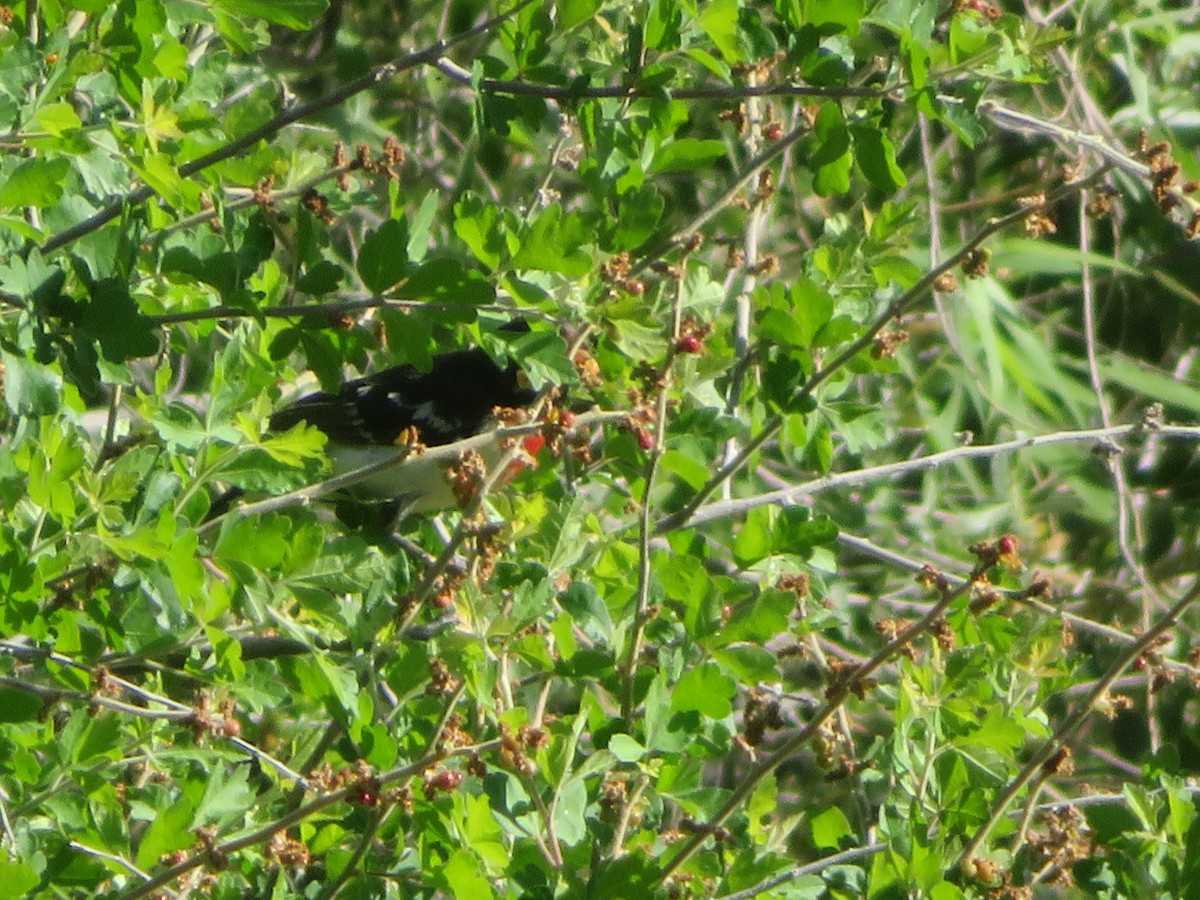 Rose-breasted Grosbeak - ML619578946