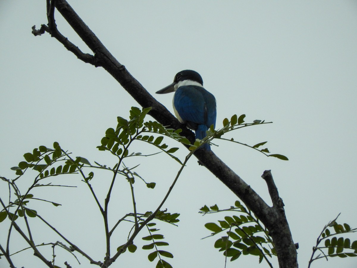 Collared Kingfisher - Jorge Juan Rueda