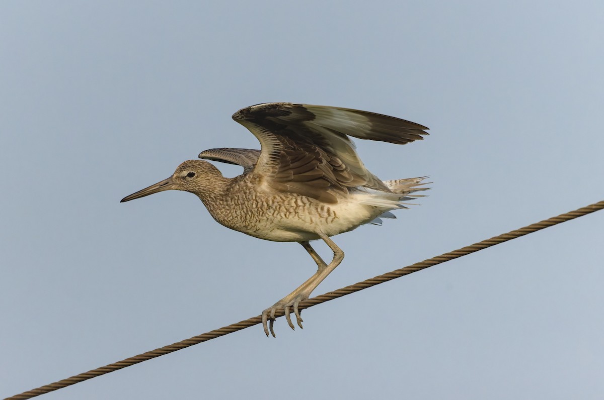 Willet (Eastern) - Damon Williford