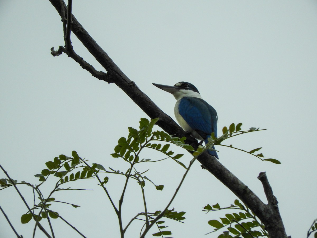 Collared Kingfisher - Jorge Juan Rueda