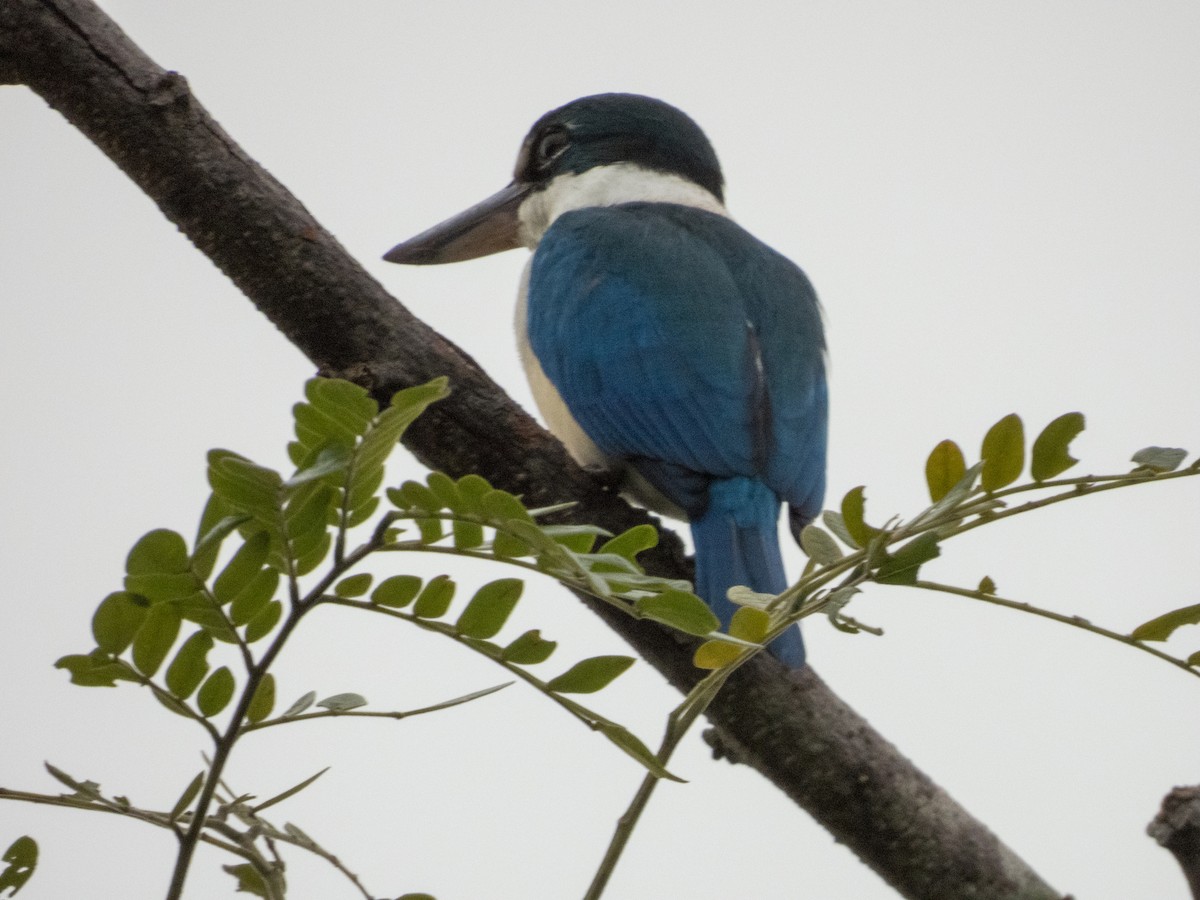 Collared Kingfisher - Jorge Juan Rueda