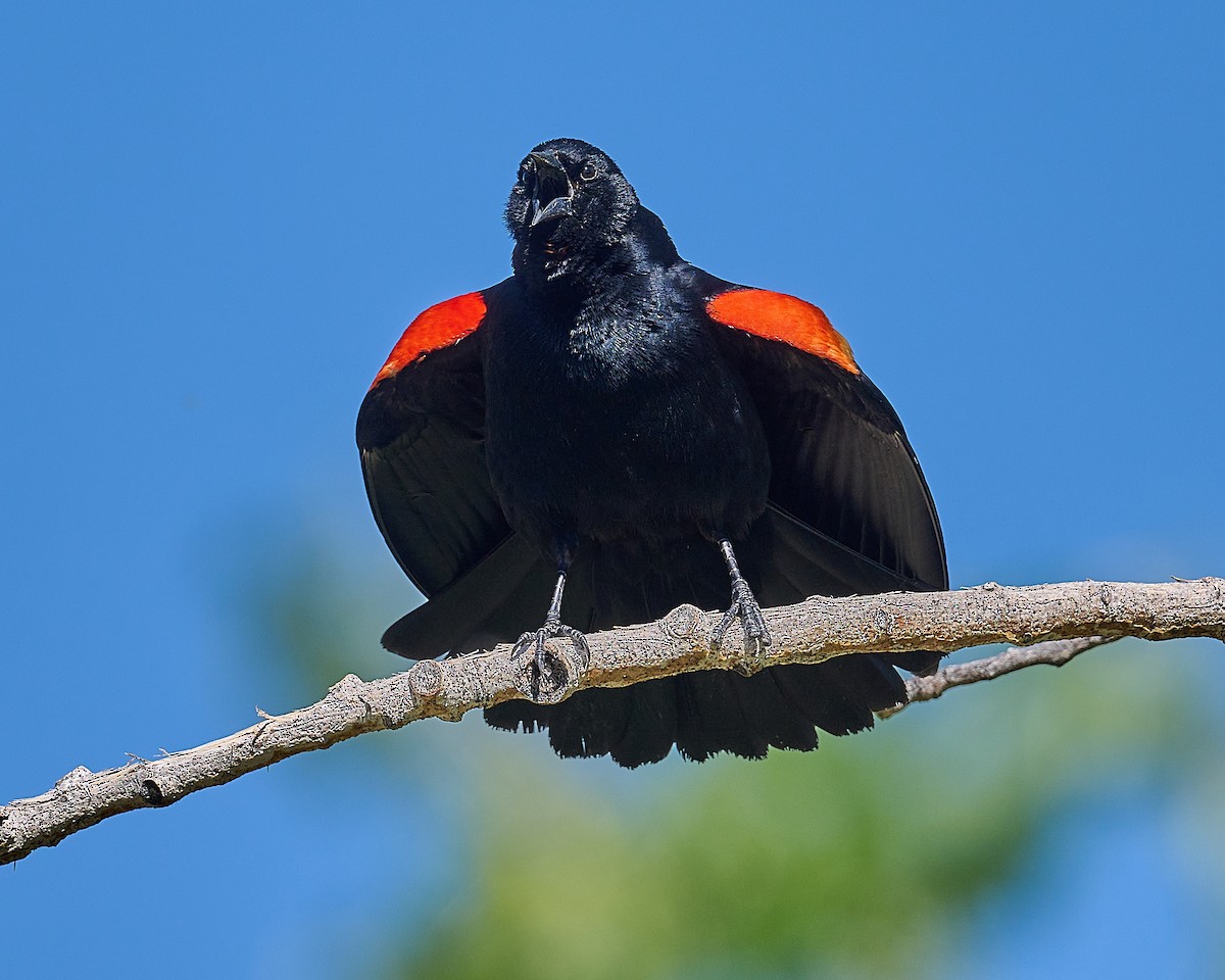 Red-winged Blackbird - Bruce Cyganowski