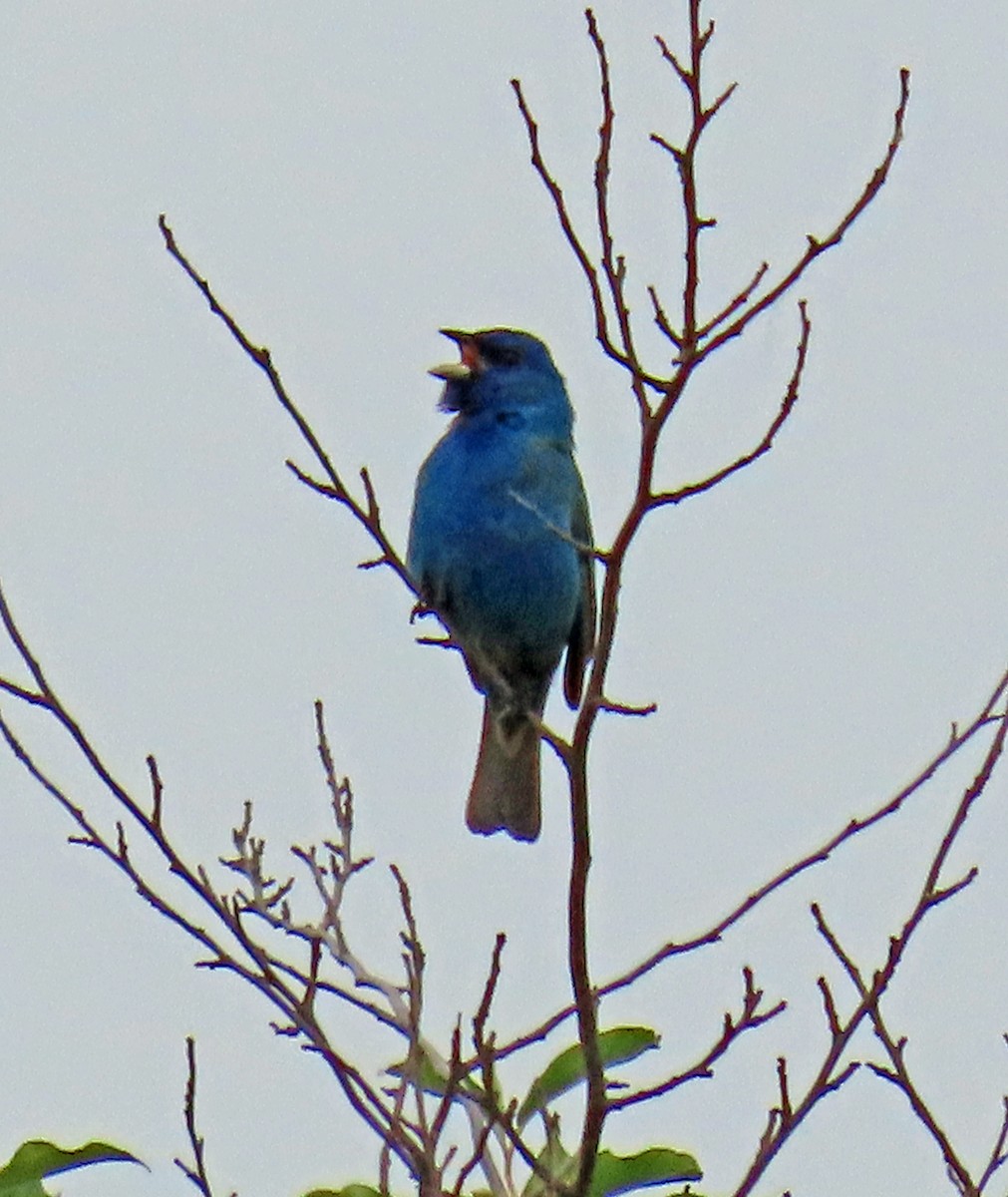 Blue Grosbeak - JoAnn Potter Riggle 🦤