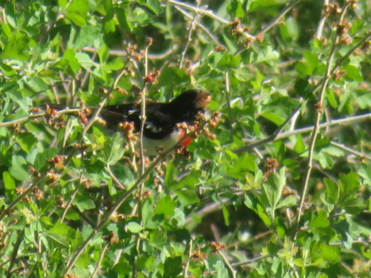 Rose-breasted Grosbeak - ML619578965