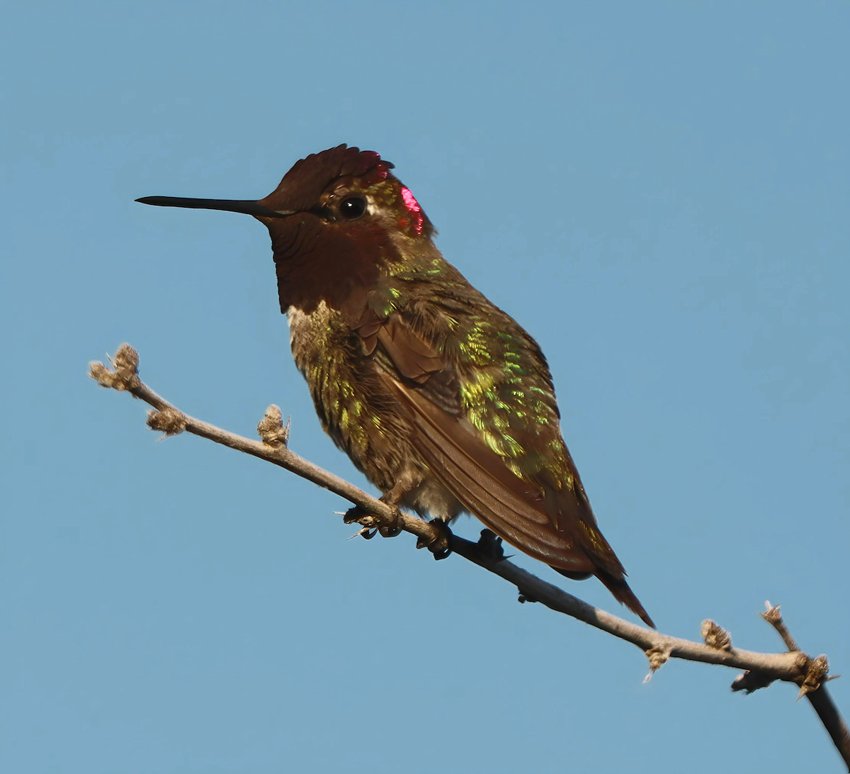 Anna's Hummingbird - Jennifer Broadwater