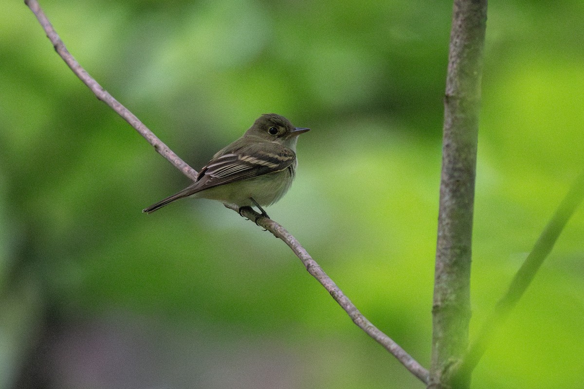 Acadian Flycatcher - Ian Campbell