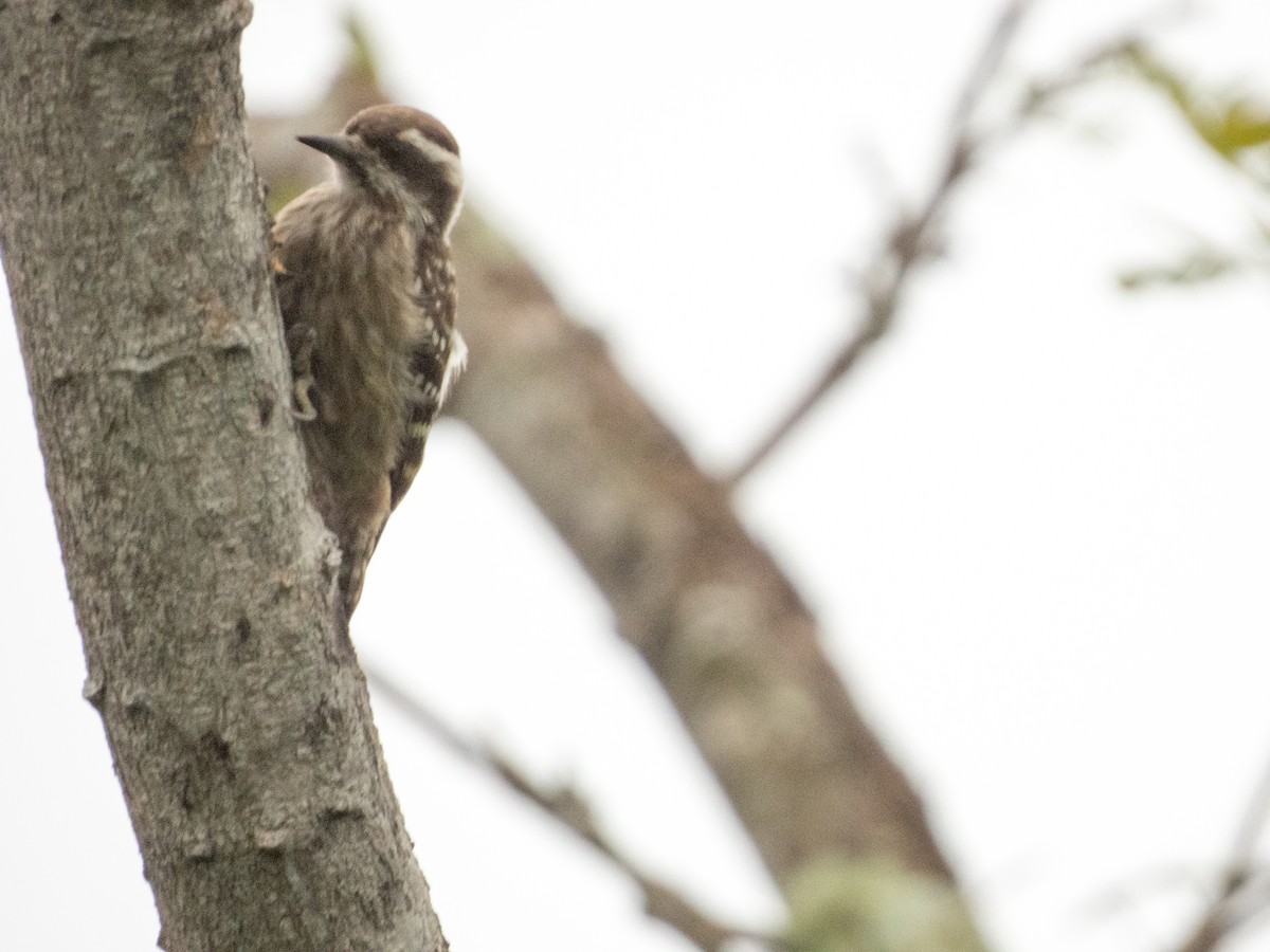 Sunda Pygmy Woodpecker - Jorge Juan Rueda