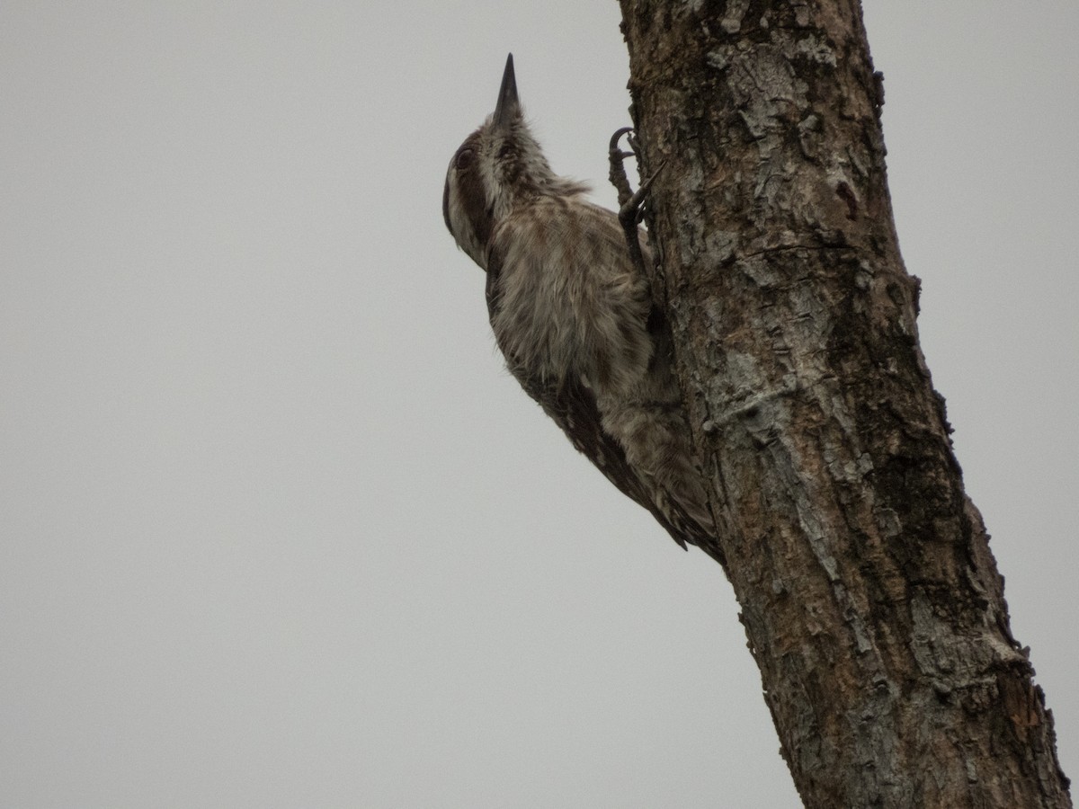 Sunda Pygmy Woodpecker - Jorge Juan Rueda