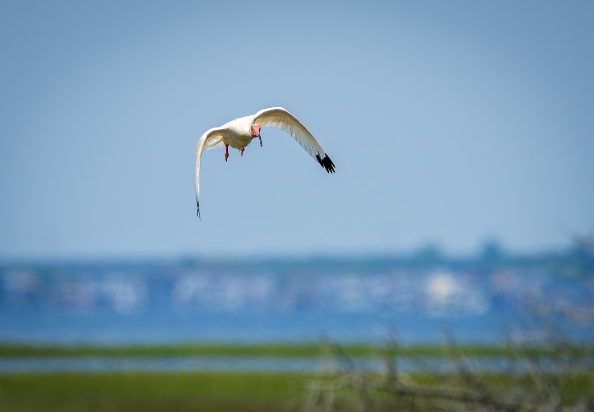 White Ibis - Juan Melli