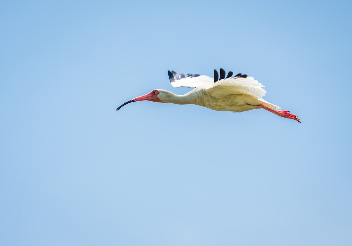 White Ibis - Juan Melli