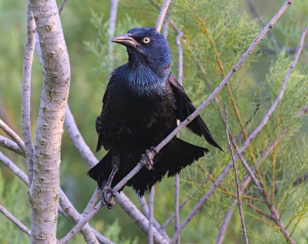 Common Grackle (Bronzed) - Damon Williford