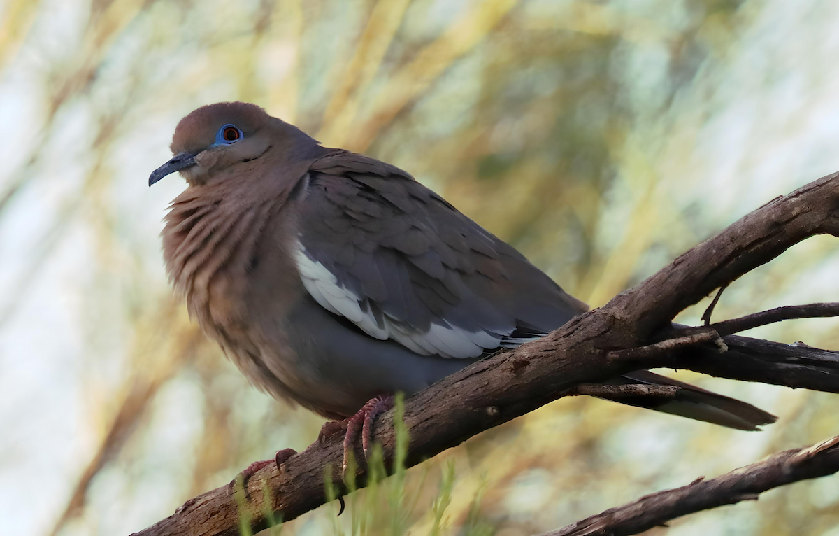 White-winged Dove - Jennifer Broadwater