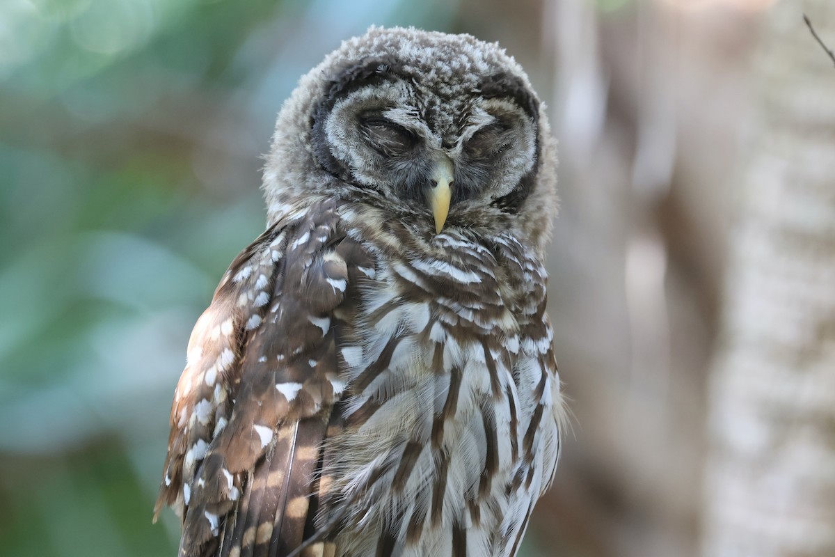 Barred Owl - Paul Gorday