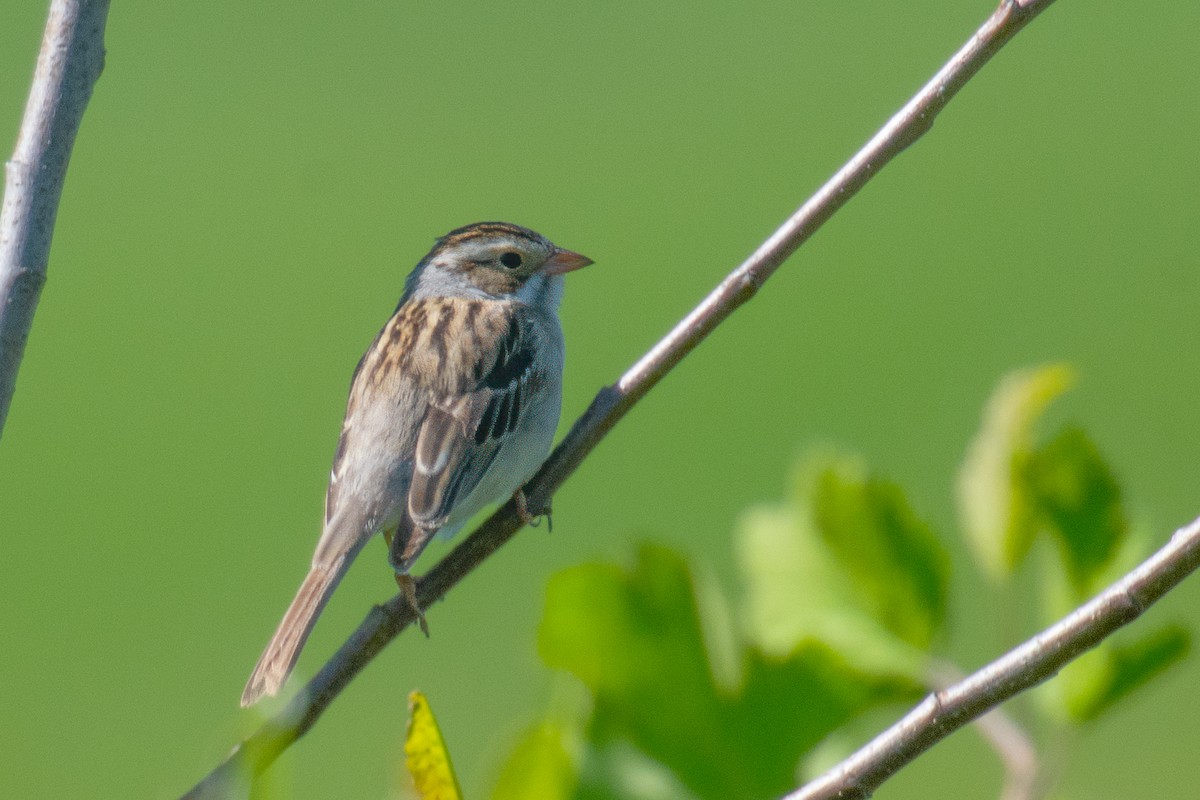 Clay-colored Sparrow - Annette McClellan