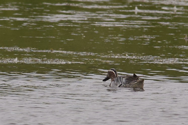 Garganey - Niall Bell