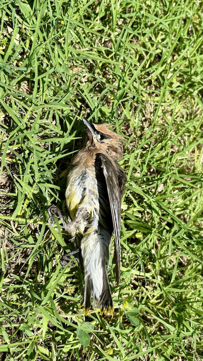 Cedar Waxwing - Braden Farris