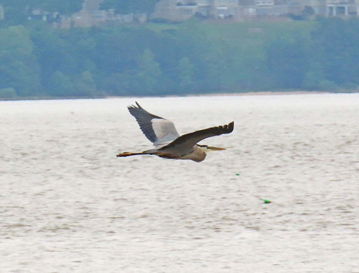 Great Blue Heron - JoAnn Potter Riggle 🦤