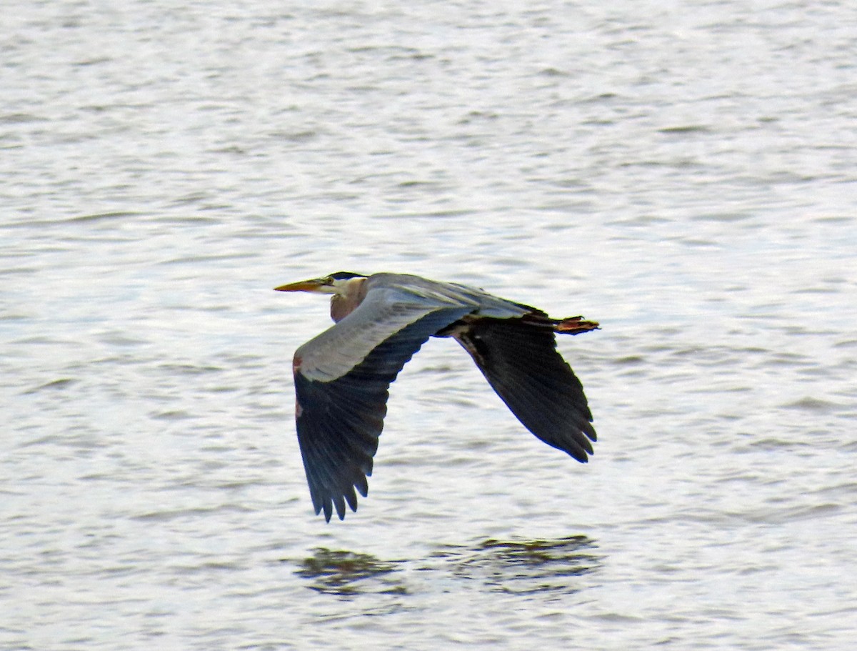 Great Blue Heron - JoAnn Potter Riggle 🦤