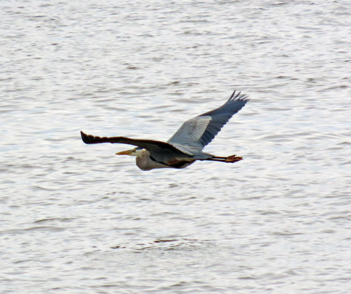 Great Blue Heron - JoAnn Potter Riggle 🦤