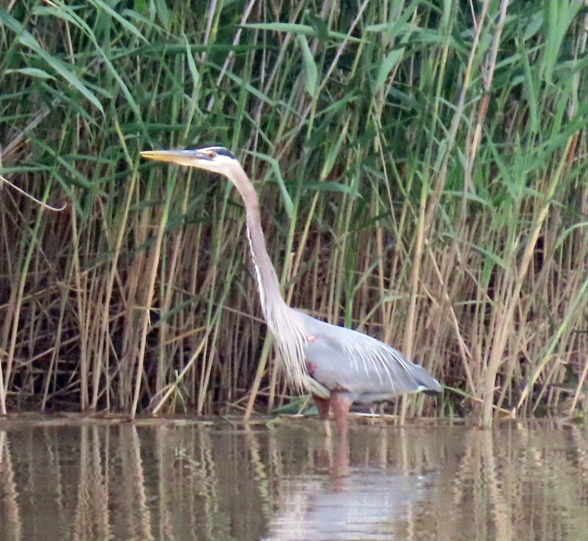 Great Blue Heron - JoAnn Potter Riggle 🦤