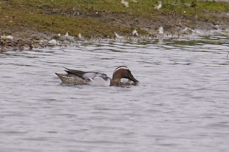 Garganey - Niall Bell