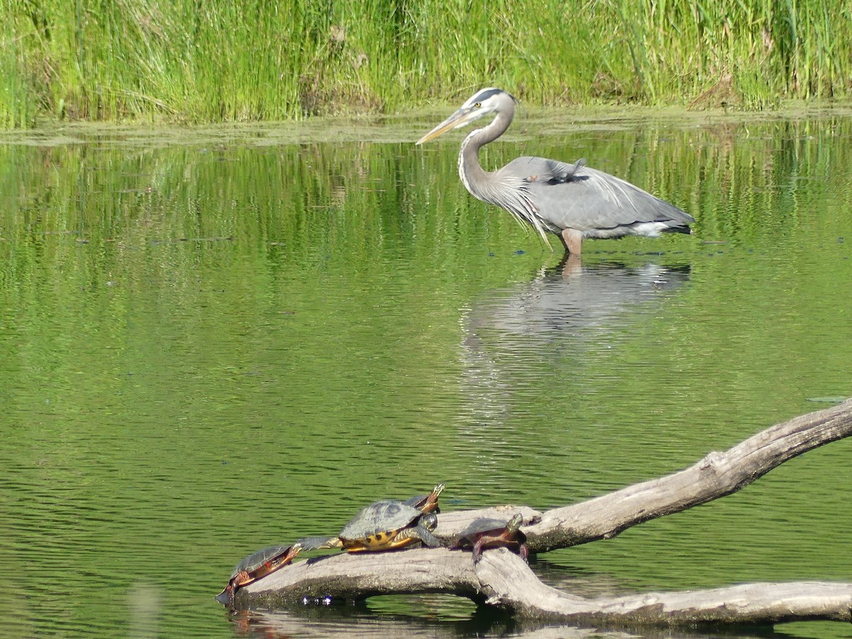 Great Blue Heron - Anonymous