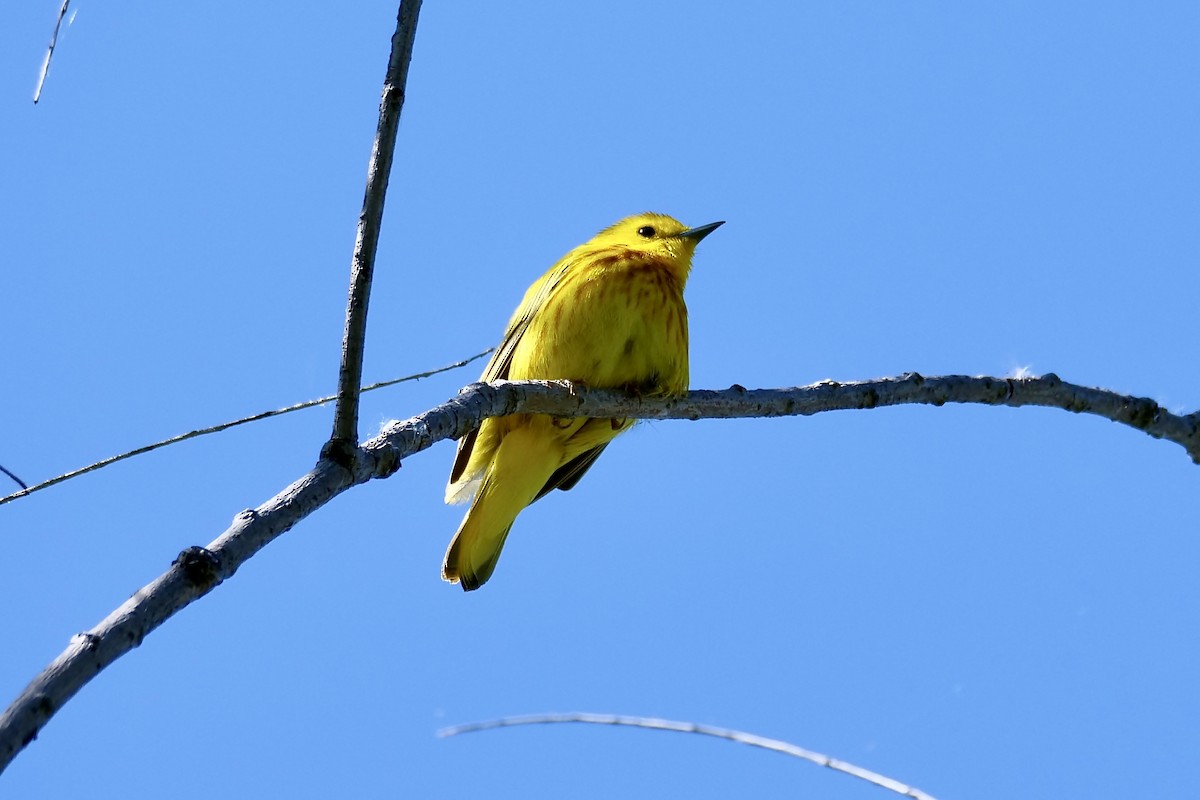 Yellow Warbler - ML619579008