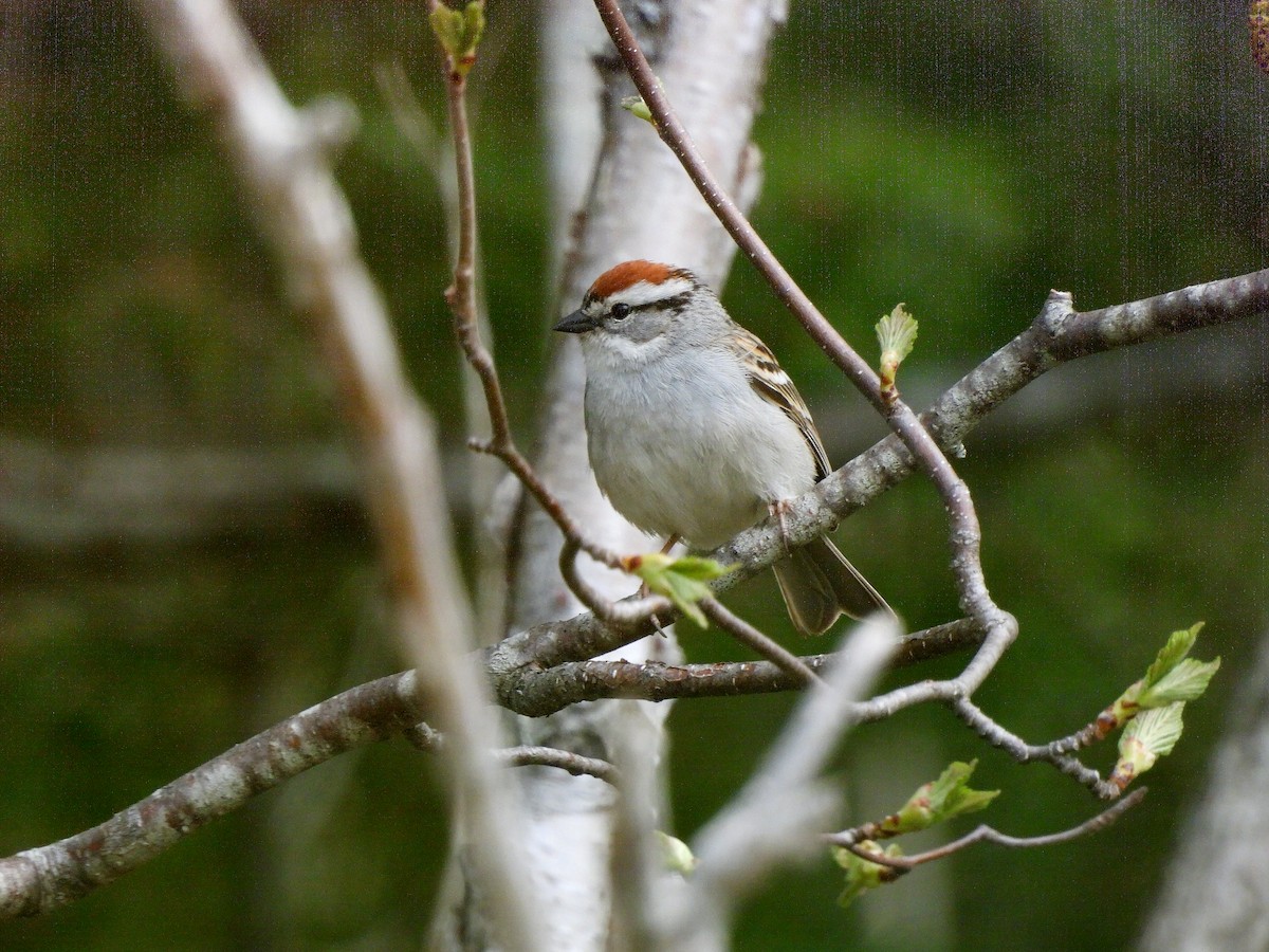 Chipping Sparrow - Manon Côté