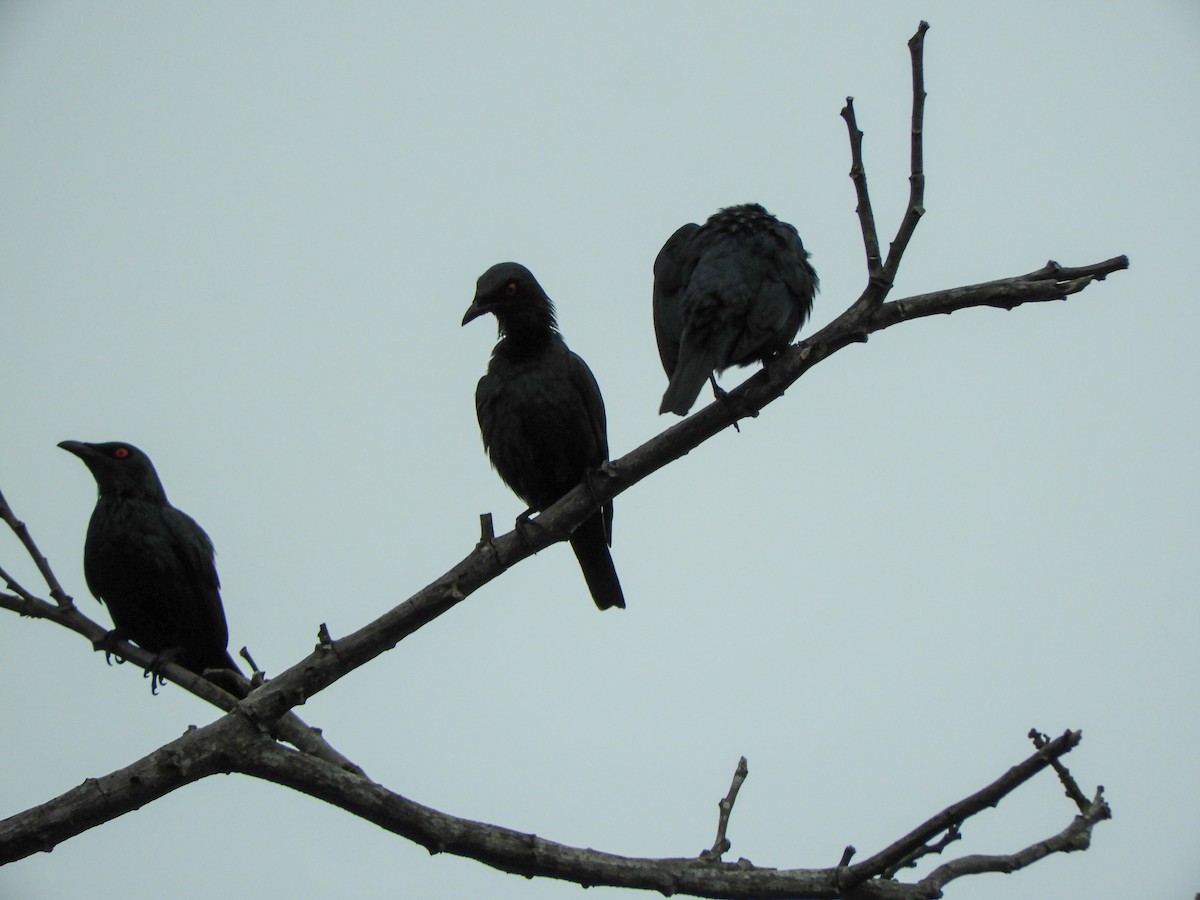 Asian Glossy Starling - ML619579011