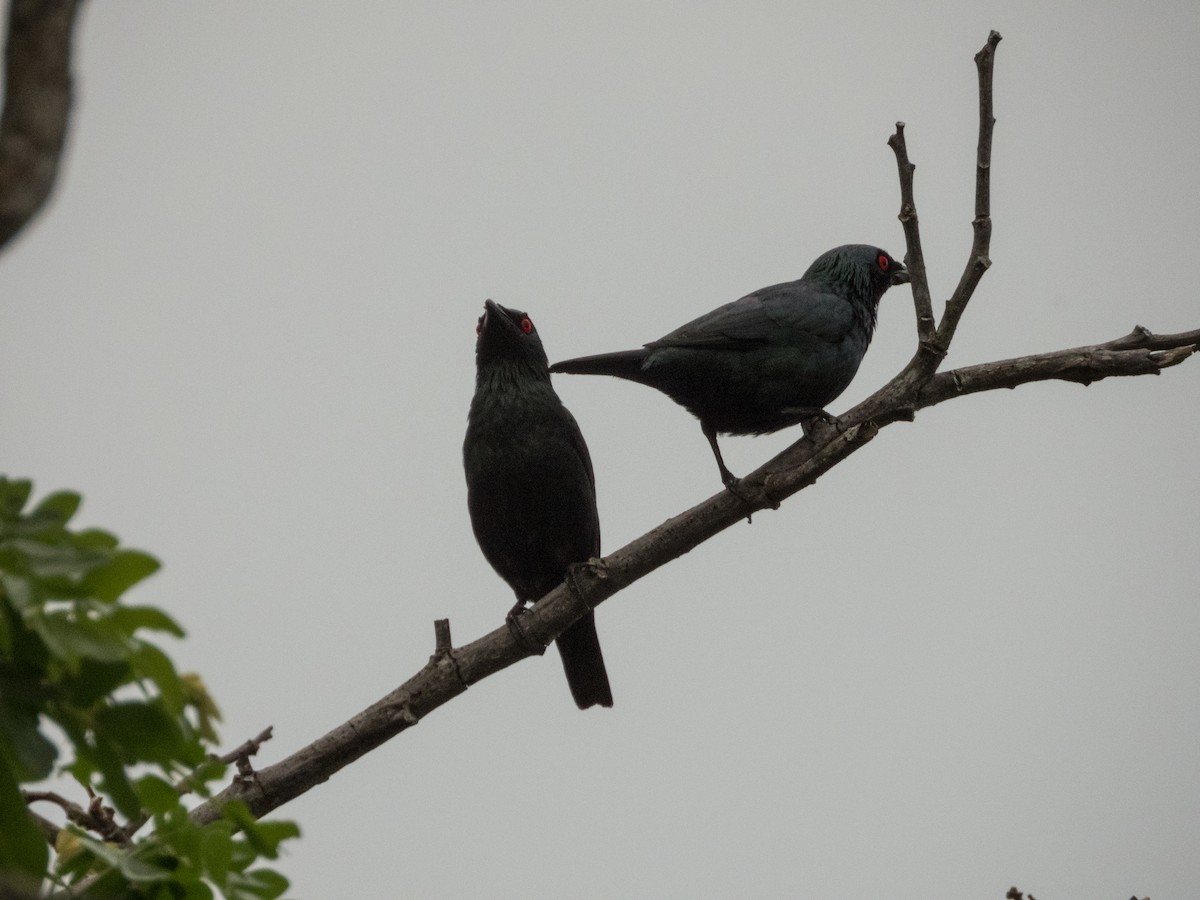 Asian Glossy Starling - Jorge Juan Rueda