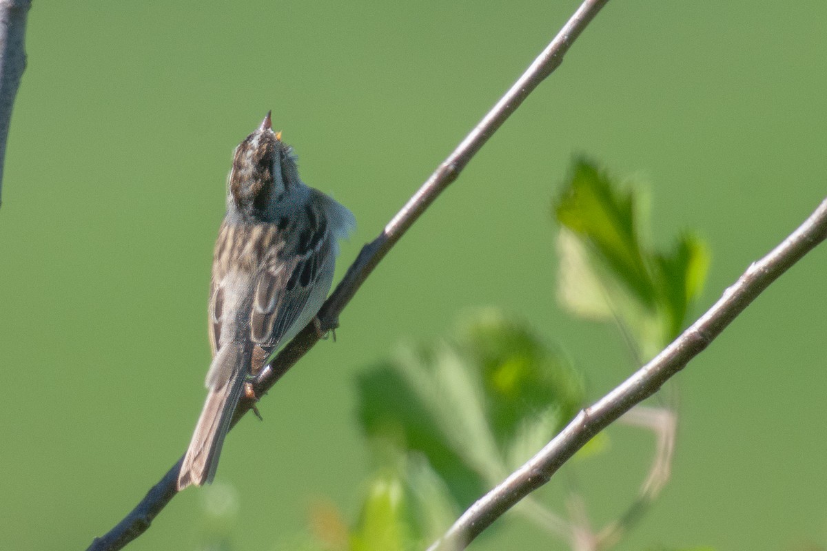 Clay-colored Sparrow - Annette McClellan