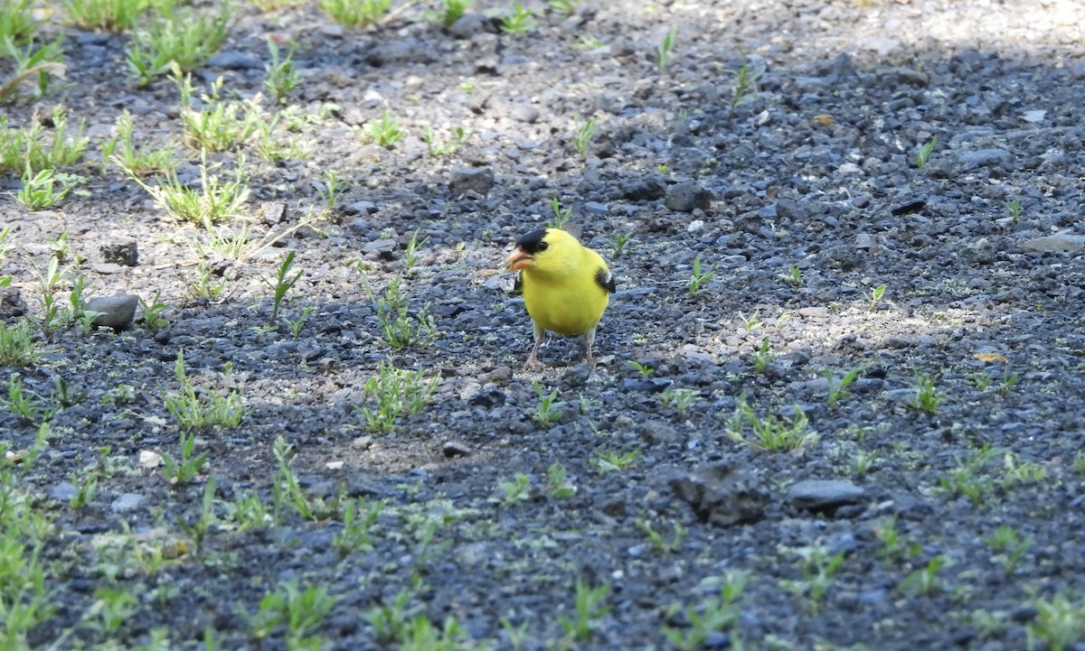 American Goldfinch - Cassie Luke