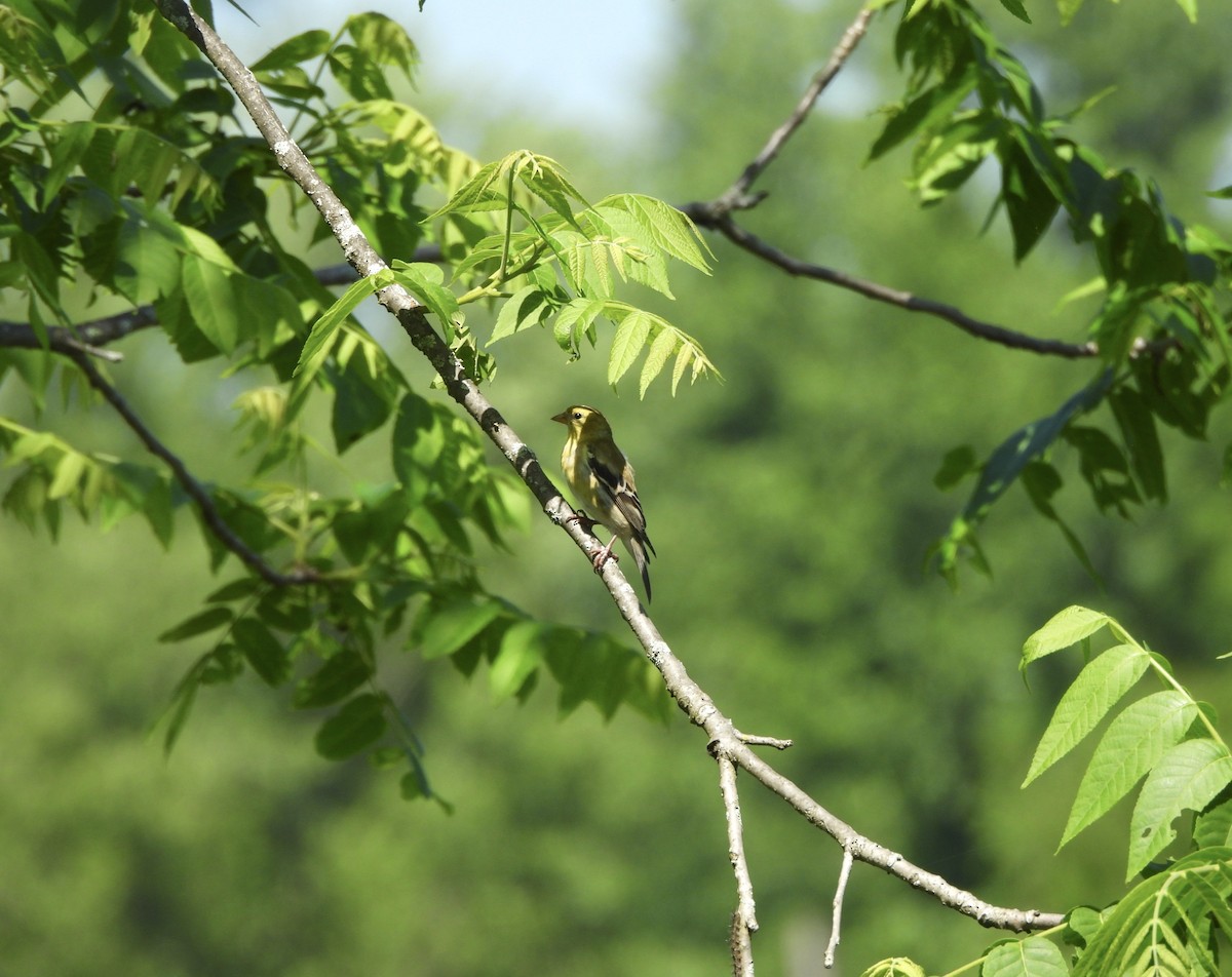 American Goldfinch - Cassie Luke