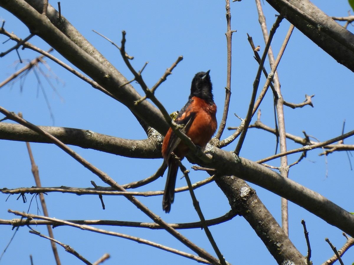 Orchard Oriole - ML619579019