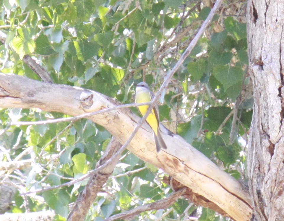 Tropical Kingbird - Larry Bennett