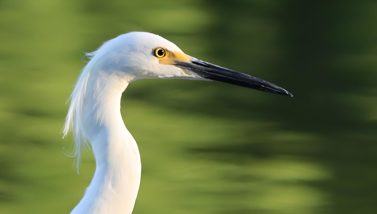 Snowy Egret - Jennifer Broadwater