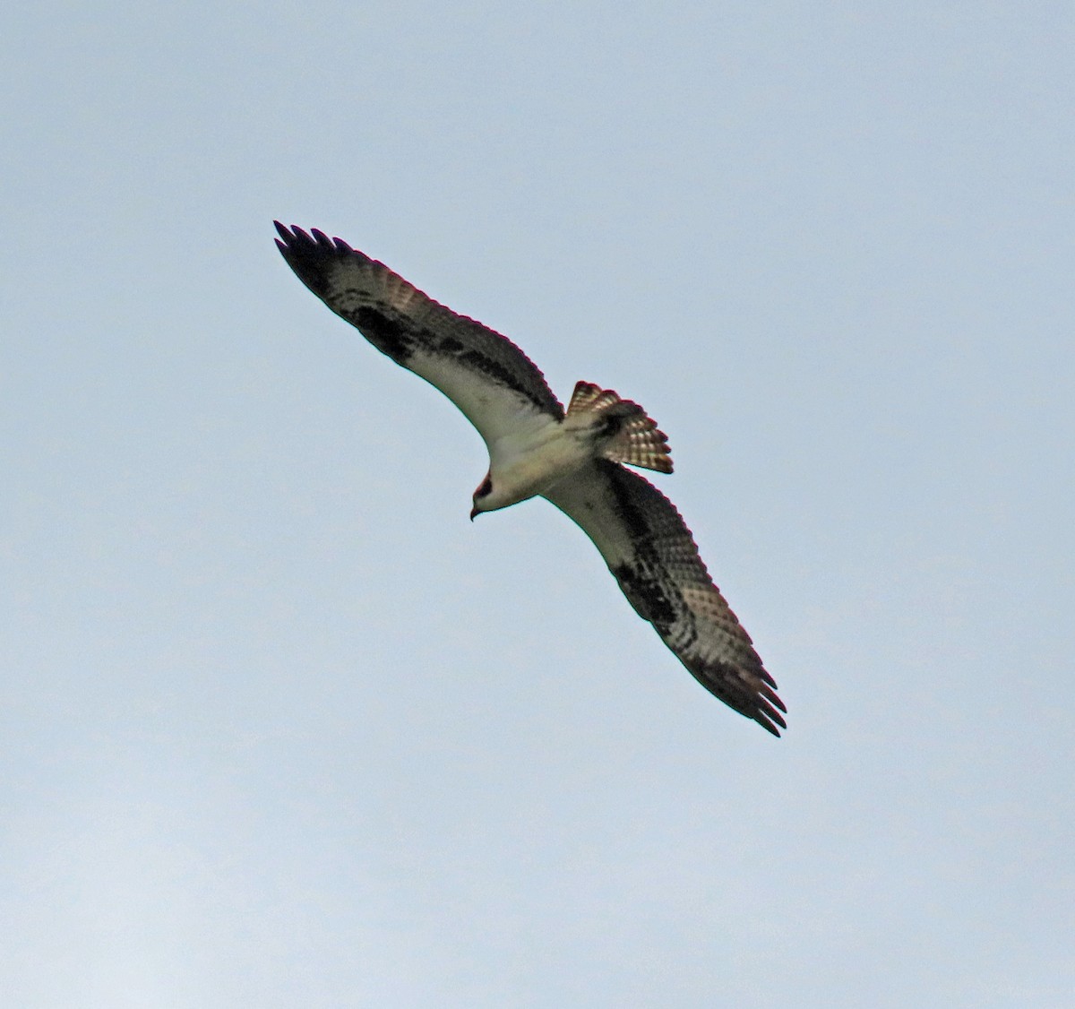 Osprey - JoAnn Potter Riggle 🦤