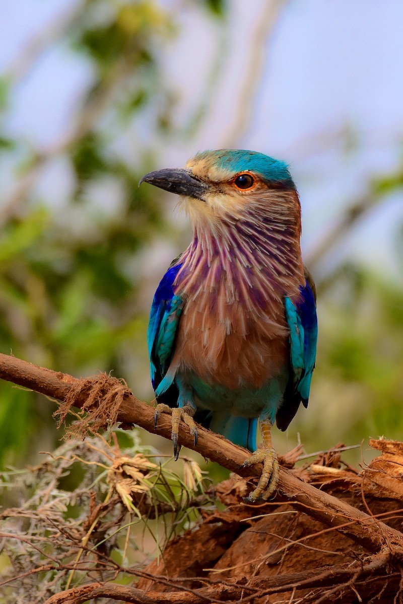 Indian Roller - ML619579026