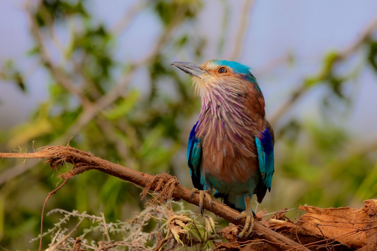 Indian Roller - Sathish Ramamoorthy