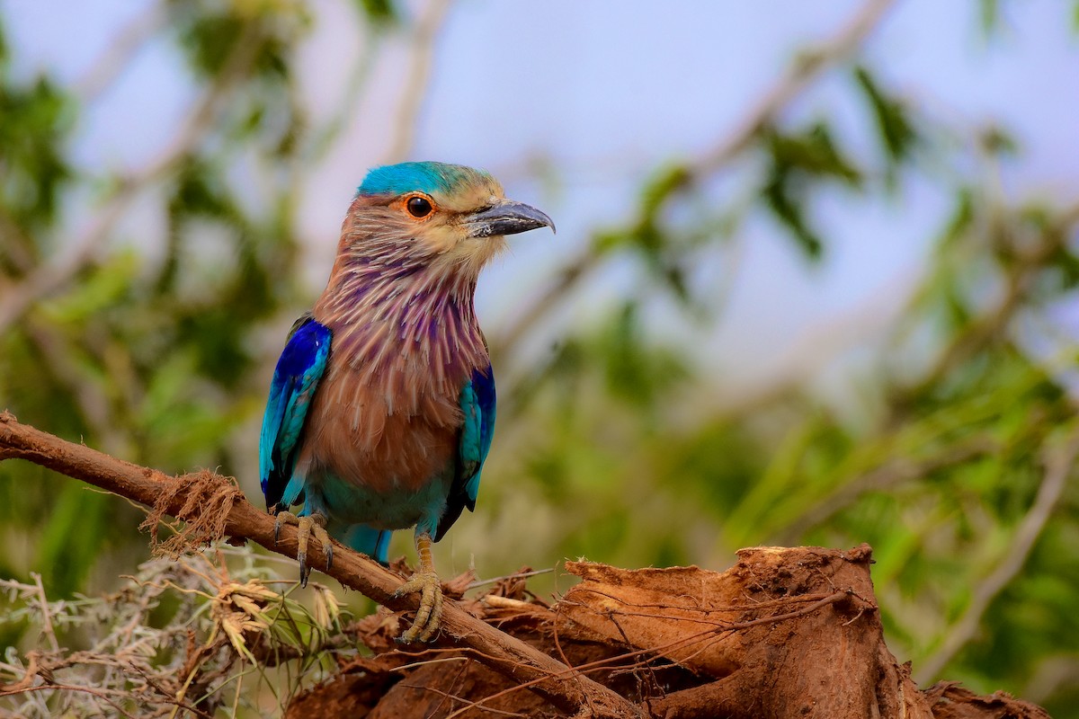 Indian Roller - ML619579029