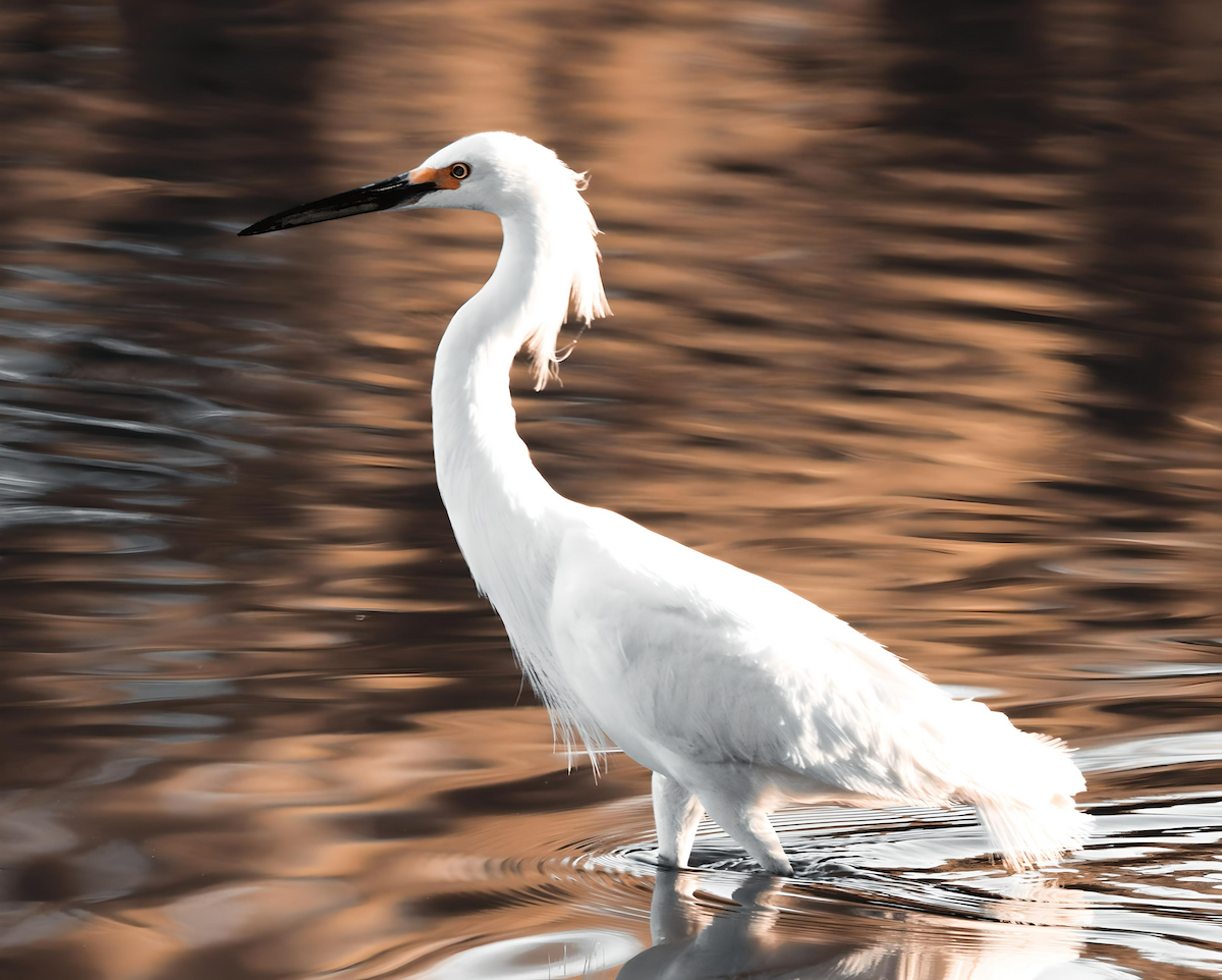 Snowy Egret - Jennifer Broadwater