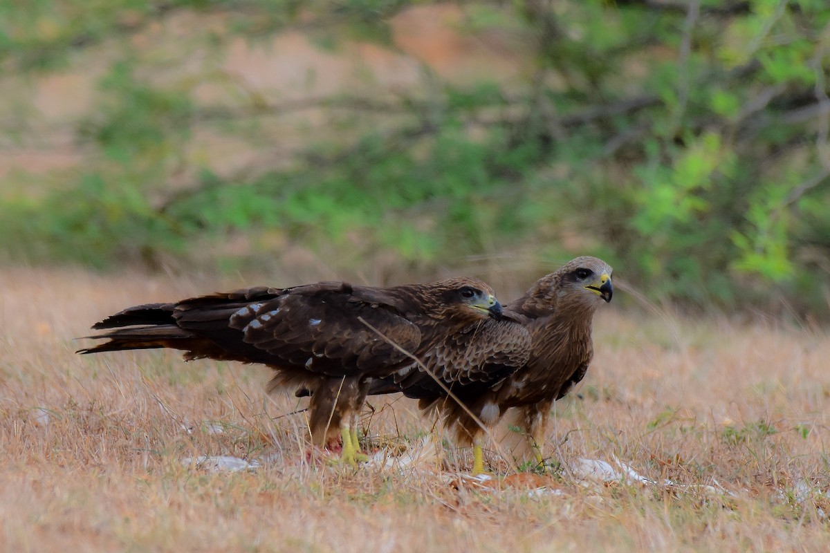 Black Kite - Sathish Ramamoorthy