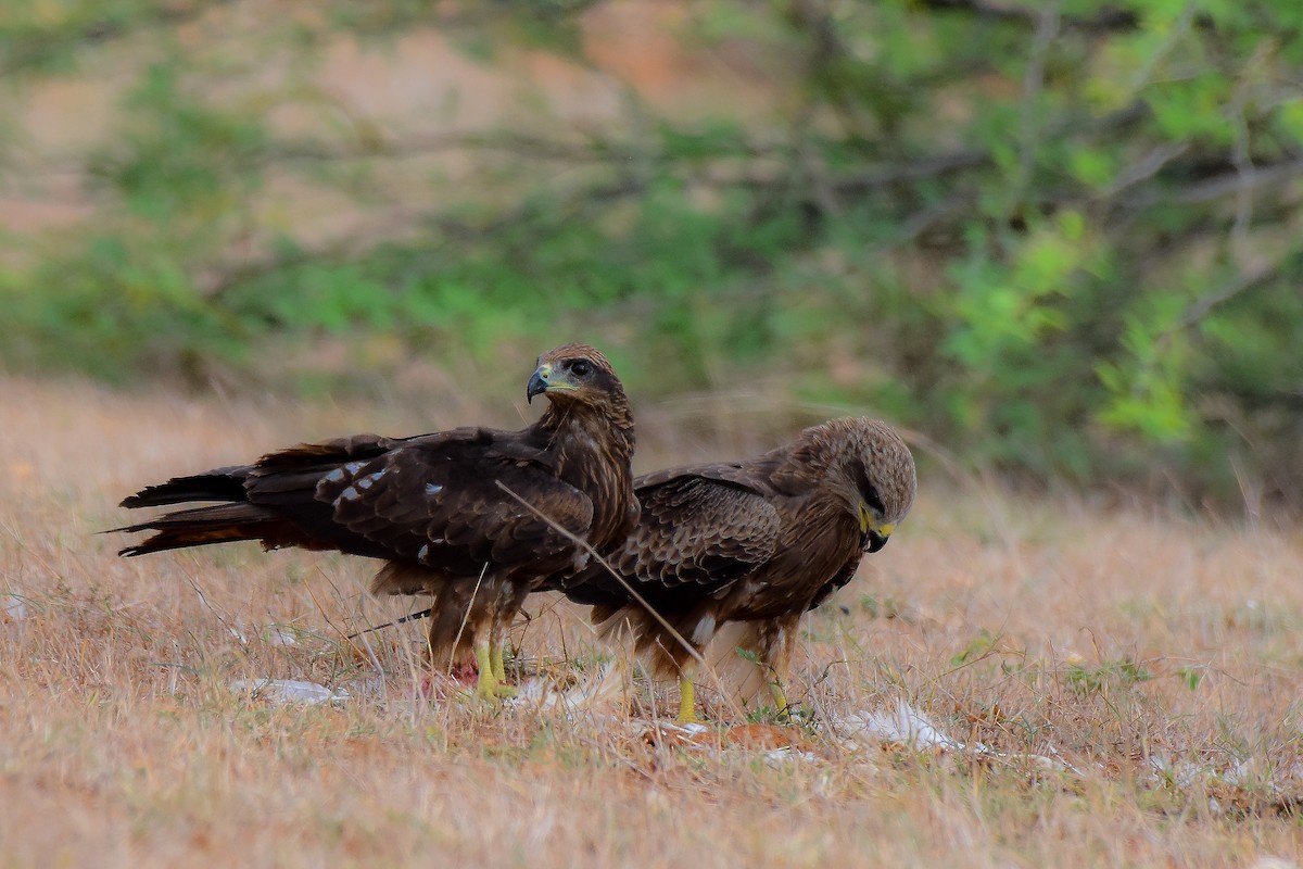 Black Kite - Sathish Ramamoorthy