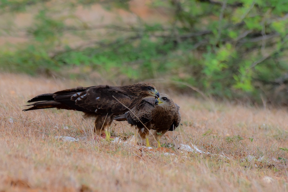 Black Kite - Sathish Ramamoorthy