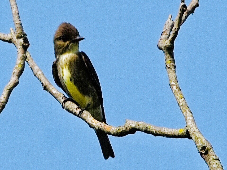 Olive-sided Flycatcher - Jason C. Martin