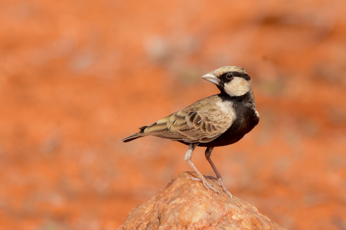 Ashy-crowned Sparrow-Lark - Sathish Ramamoorthy