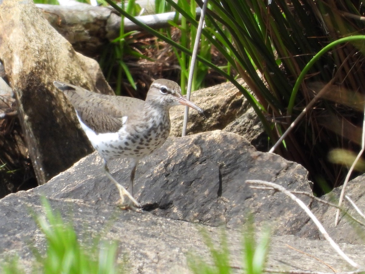 Spotted Sandpiper - Patty McQuillan